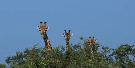 Girafas reforma tributária
